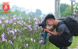 Đẹp ngỡ ngàng với con đường hoa tím bên dòng sông Tô Lịch